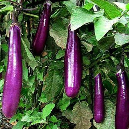 Những loại quả ở Việt Nam mà ai cũng tưởng lầm là rau củ, thứ đầu tiên amp;#34;gây sốcamp;#34; - 4 - kythuatcanhtac.com