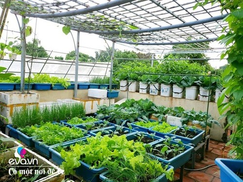 Mẹ Hưng Yên cẩu đất lên sân thượng trồng cà chua, vài tháng sau được cả vườn sai lúc lỉu - 3 - kythuatcanhtac.com