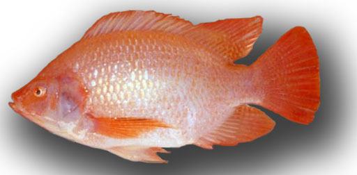 Đặc điểm sinh học của cá Điêu Hồng - kythuatcanhtac.com