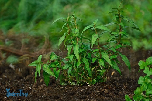 Cách trồng rau răm  - kythuatcanhtac.com
