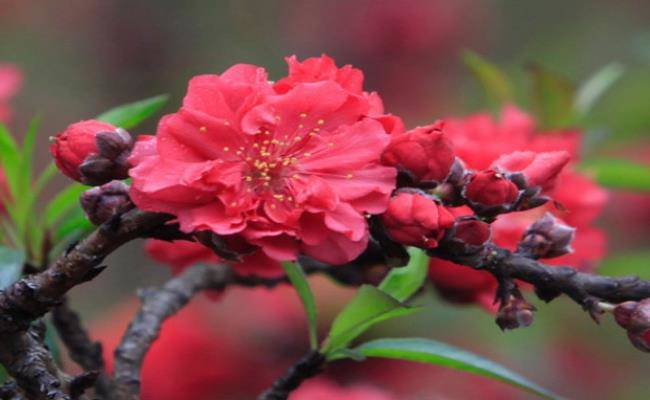 Những loại hoa đào Việt Nam đẹp mê hồn, càng ngắm càng đã mắt - 17 - kythuatcanhtac.com