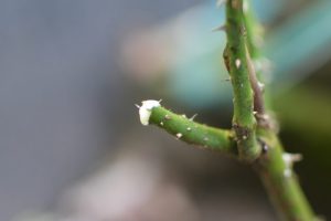 Bôi keo lên vết cắt giúp cây nhanh lành vết thương - kythuatcanhtac.com