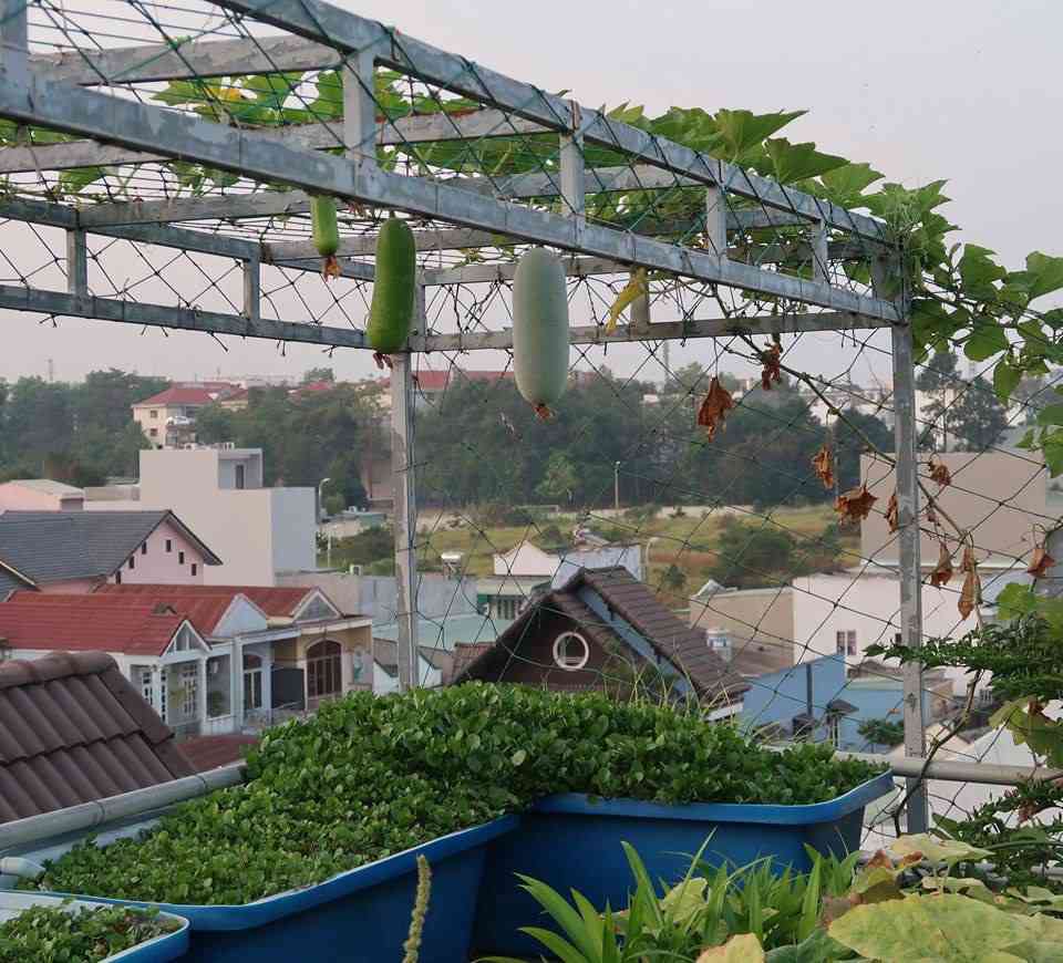 Chán việc văn phòng về trồng vườn rau trên sân thượng, vạn người mê - 7 - kythuatcanhtac.com