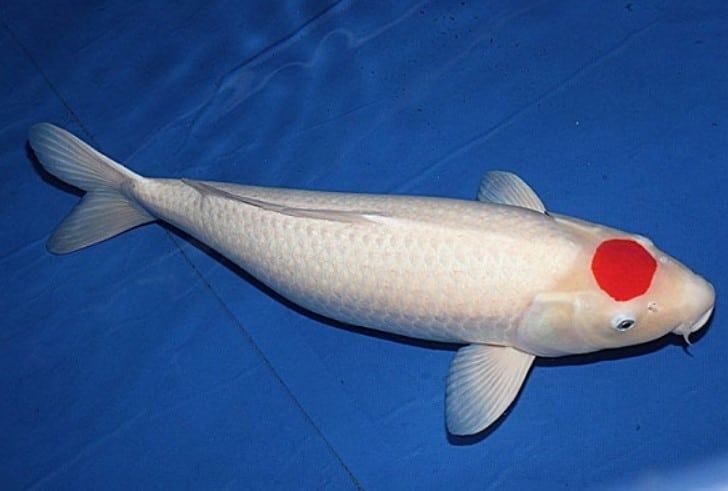 Cá chép koi - Những loại cá chép koi được ưa chuộng 33 - kythuatcanhtac.com