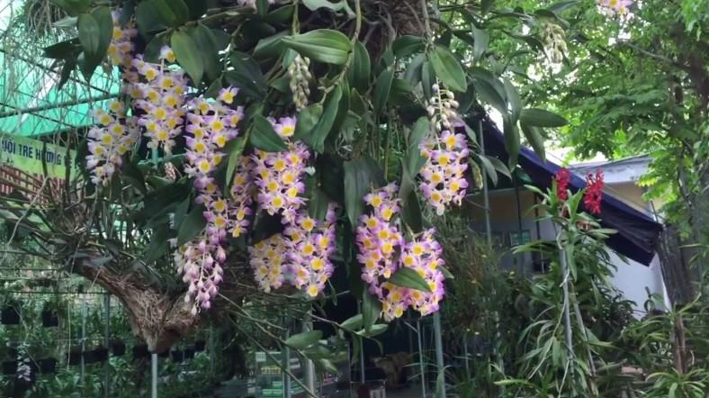 Hoa lan kiều tím - Loài hoa có vẻ đẹp không tỳ vết 24 - kythuatcanhtac.com