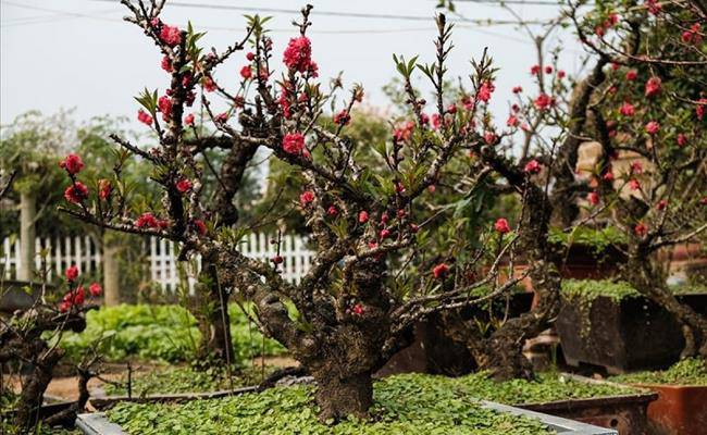 Những loại hoa đào Việt Nam đẹp mê hồn, càng ngắm càng đã mắt - 15 - kythuatcanhtac.com