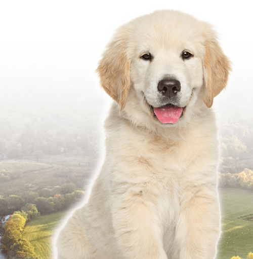 Chó golden Retriever - Những thông tin cơ bản liên quan đến chó golden Retriever 21 - kythuatcanhtac.com