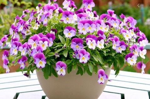 Hoa Pansy – cách trồng và chăm sóc hoa pansy 2 - kythuatcanhtac.com