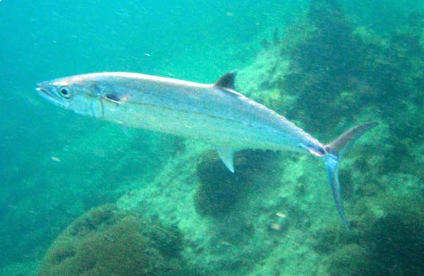 Đặc điểm môi trường sống của cá thu - kythuatcanhtac.com