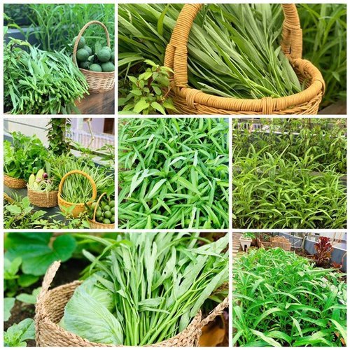 Mẹ Tây Bắc hé lộ cách làm sân thượng trồng cả trăm loại rau, hiếm khi phải ra chợ mua - 6 - kythuatcanhtac.com