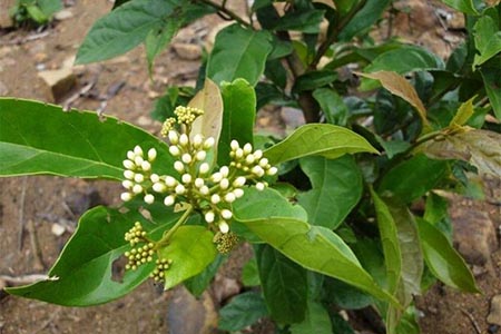 Hoa cây xạ đen - kythuatcanhtac.com