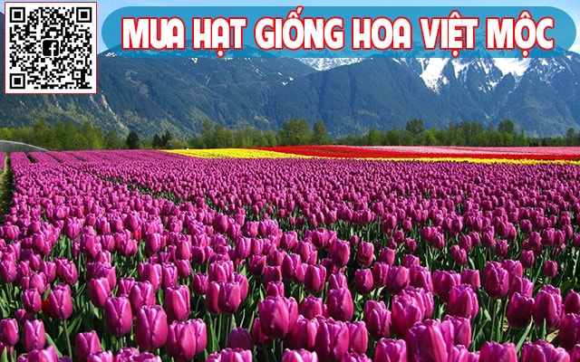 cánh đồng hoa tulip 2 - kythuatcanhtac.com