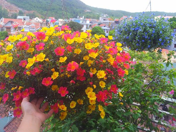 Trên ban công trồng những loại hoa này, nhà xinh như ở Đà Lạt, ai cũng mê - 1 - kythuatcanhtac.com