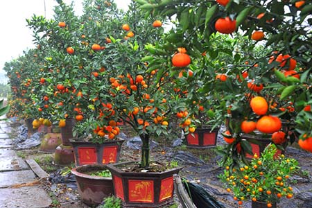 Vườn cam canh trồng làm cây bosai chuẩn bị bán tết - kythuatcanhtac.com