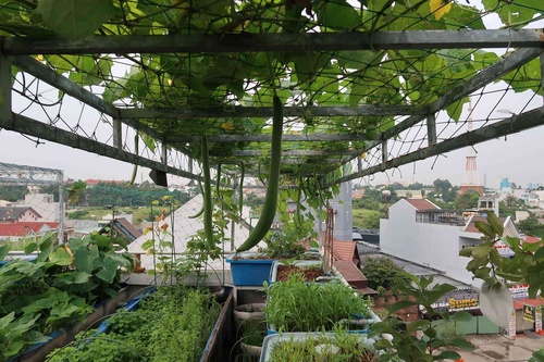 Chán việc văn phòng về trồng vườn rau trên sân thượng, vạn người mê - 3 - kythuatcanhtac.com