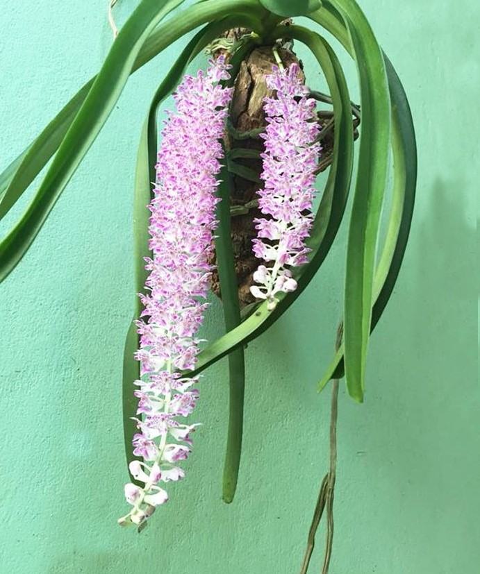 Hoa lan đuôi chuồn - Nguồn gốc, đặc điểm, cách trồng và chăm sóc hoa lan đuôi chuồn 16 - kythuatcanhtac.com