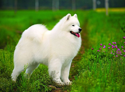 Chó samoyed - Nguồn gốc, đặc điểm và các chăm sóc cho samoyed 19 - kythuatcanhtac.com