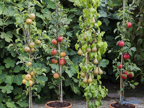 Giải đáp lý do tại sao trồng cây ăn quả không ra trái - kythuatcanhtac.com
