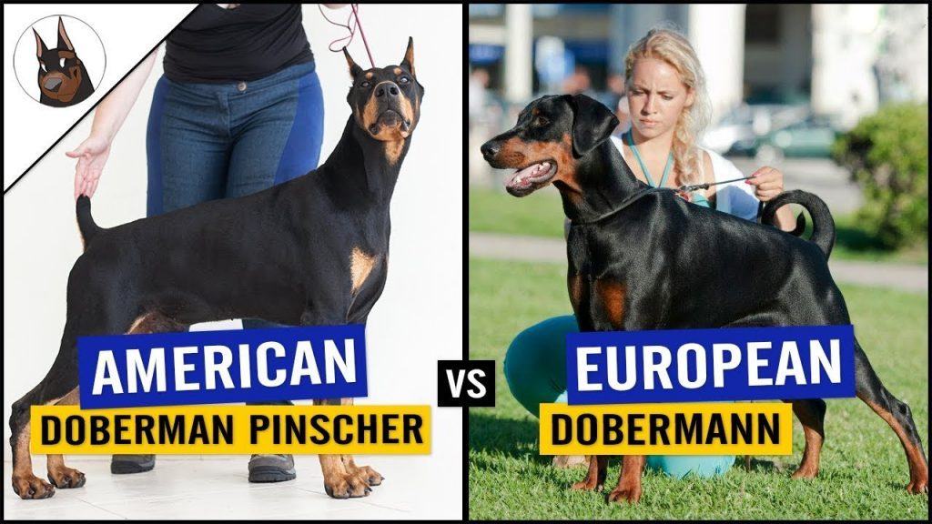 Doberman được phân chia thành 2 loại là Doberman Mỹ và Doberman Châu Âu - kythuatcanhtac.com