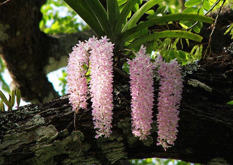 Hoa lan đuôi chuồn - Nguồn gốc, đặc điểm, cách trồng và chăm sóc hoa lan đuôi chuồn 21 - kythuatcanhtac.com