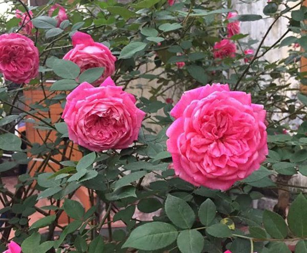 Cách trồng hoa hồng cổ Sapa cho hoa nở căng to như bát cơm, rực rỡ góc vườn - 4 - kythuatcanhtac.com