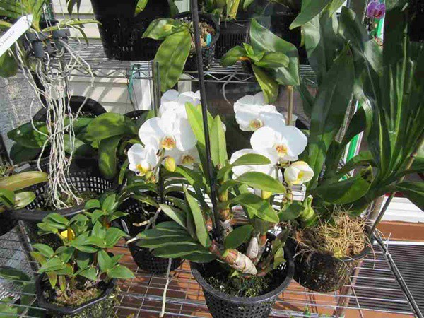 Để trồng lan hãy học 3 kỹ thuật này, hoa nở nhiều và nụ nhú lên liên tục - 4 - kythuatcanhtac.com