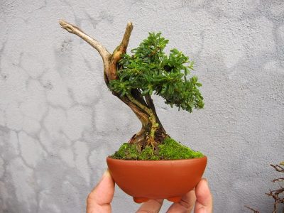 bonsai-linh-sam-mini-de-ban - kythuatcanhtac.com