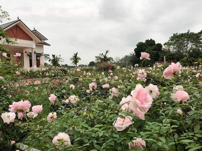 Mê mẩn vườn hồng đẹp như mơ, rộng hàng nghìn m2 của bà mẹ Hà thành - 15 - kythuatcanhtac.com
