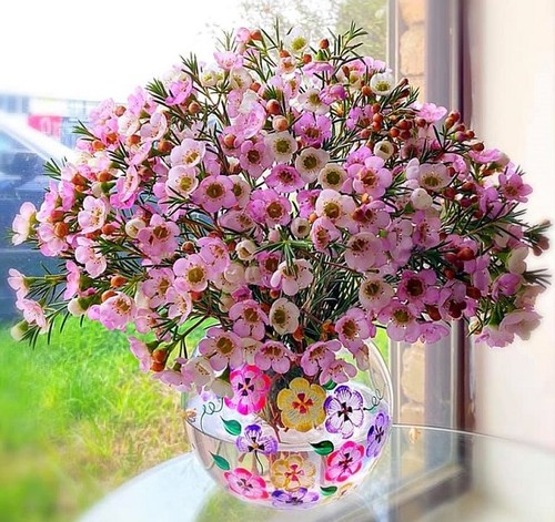 Ý nghĩa hoa Thanh Liễu, đặc điểm, cách trồng và cắm hoa sao cho bền lâu - 7 - kythuatcanhtac.com