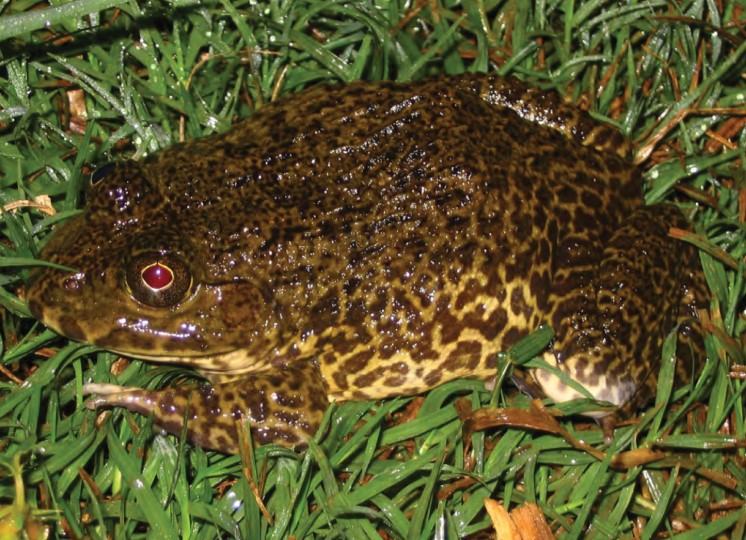 Những thông tin thú vị liên quan đến loài ếch 7 - kythuatcanhtac.com
