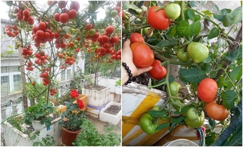 Mẹ Hải Phòng làm ròng rọc tời đất lên sân thượng trồng cà chua, quả kết từng chùm trĩu giàn - 9 - kythuatcanhtac.com