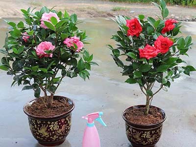 Cây hoa hồng trà và cây trà đỏ - kythuatcanhtac.com