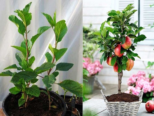 Cách trồng táo đỏ - kythuatcanhtac.com