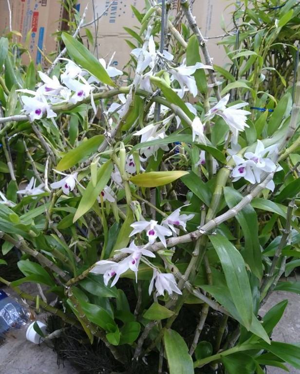 Hoa lan ý ngọc - Nguồn gốc, đặc điểm, cách trồng và chăm sóc hoa lan ý ngọc 22 - kythuatcanhtac.com