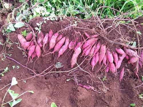 Cách trồng khoai lang lấy củ - kythuatcanhtac.com