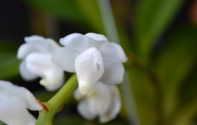 Hoa lan bạch nhạn - Nguồn gốc, đặc điểm, cách trồng và chăm sóc hoa lan bạch nhạn 14 - kythuatcanhtac.com