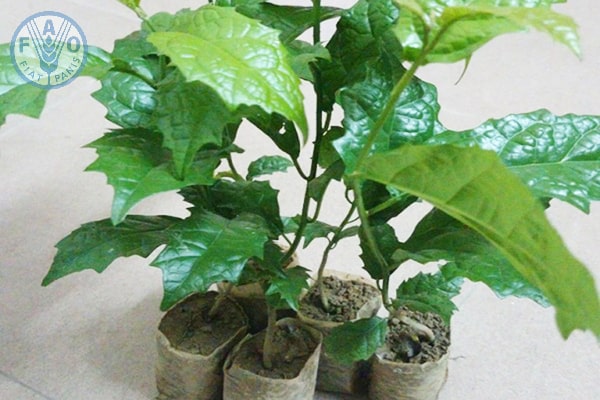 Cách trồng cây xạ đen - kythuatcanhtac.com