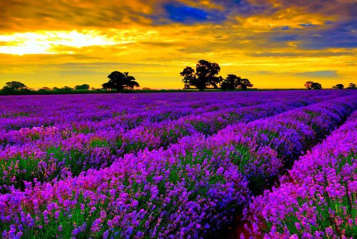 ảnh đẹp nhất về hoa lavender - kythuatcanhtac.com