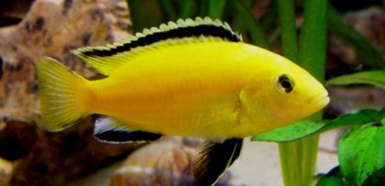 Cá ali vàng, hoàng tử phi - kỹ thuật nuôi cá ali vàng đúng cách 4 - kythuatcanhtac.com