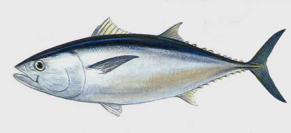 Đặc điểm hình thái của cá ngừ - kythuatcanhtac.com