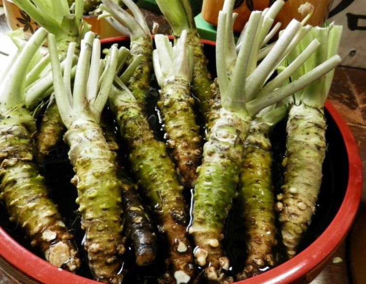 Wasabi - Loại thảo dược quý hiếm vô cùng có lợi cho sức khỏe 13 - kythuatcanhtac.com