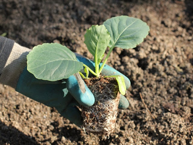 Đất trồng bắp cải - kythuatcanhtac.com