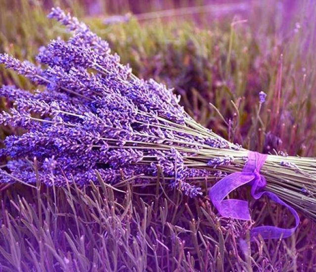 hình ảnh hoa lavender đẹp làm hình nền máy tính - kythuatcanhtac.com