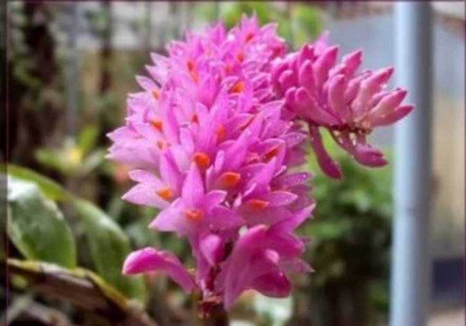 Hoa lan báo hỷ - Loài hoa có sắc đẹp rực rỡ và hương thơn cuốn hút 14 - kythuatcanhtac.com