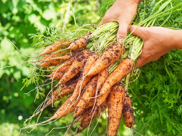 Kỹ thuật trồng cà rốt đơn giản - kythuatcanhtac.com