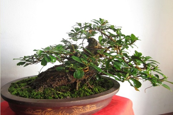 10 Cây cảnh bonsai đẹp nhất và cách chăm sóc cây bonsai đúng kỹ thuật - 1 - kythuatcanhtac.com