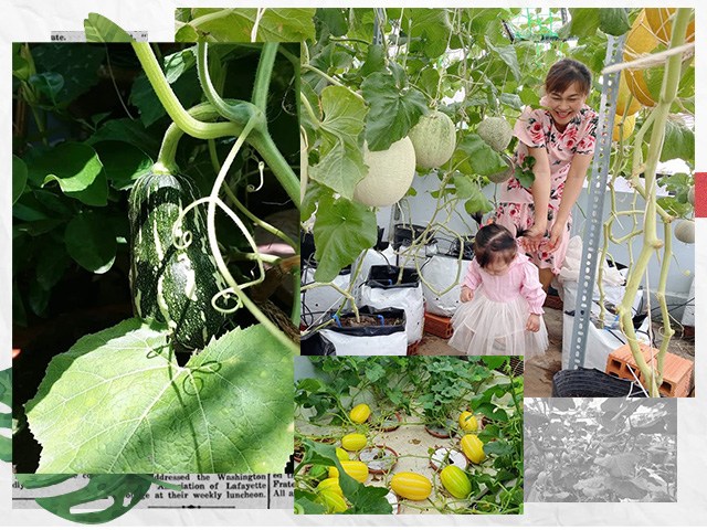 Bầu bí 7 tháng, mẹ Sài Gòn vẫn còng lưng trồng rau sân thượng, thành quả ngoài mong đợi - kythuatcanhtac.com