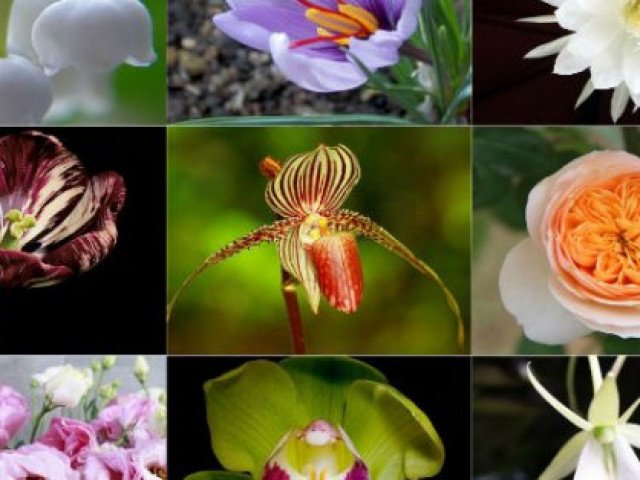 9 loài hoa đắt nhất hành tinh, có loại đến vàng 9999 cũng không là gì - kythuatcanhtac.com