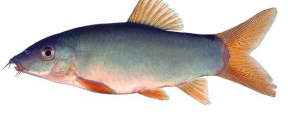 Cá heo xanh đuôi đỏ - Đặc điểm sinh thái cá heo xanh đuôi đỏ 5 - kythuatcanhtac.com