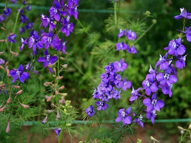 Hoa Violet: Hình ảnh, cách cắm và ý nghĩa loài hoa màu tím tuyệt đẹp - kythuatcanhtac.com